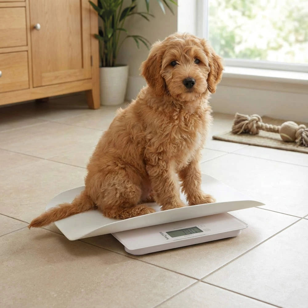 Salter 2-in-1 Digital Baby Scale 180kg White